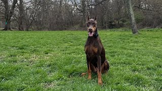 Beau Plays with Ginny! - Washington, D.C., USA