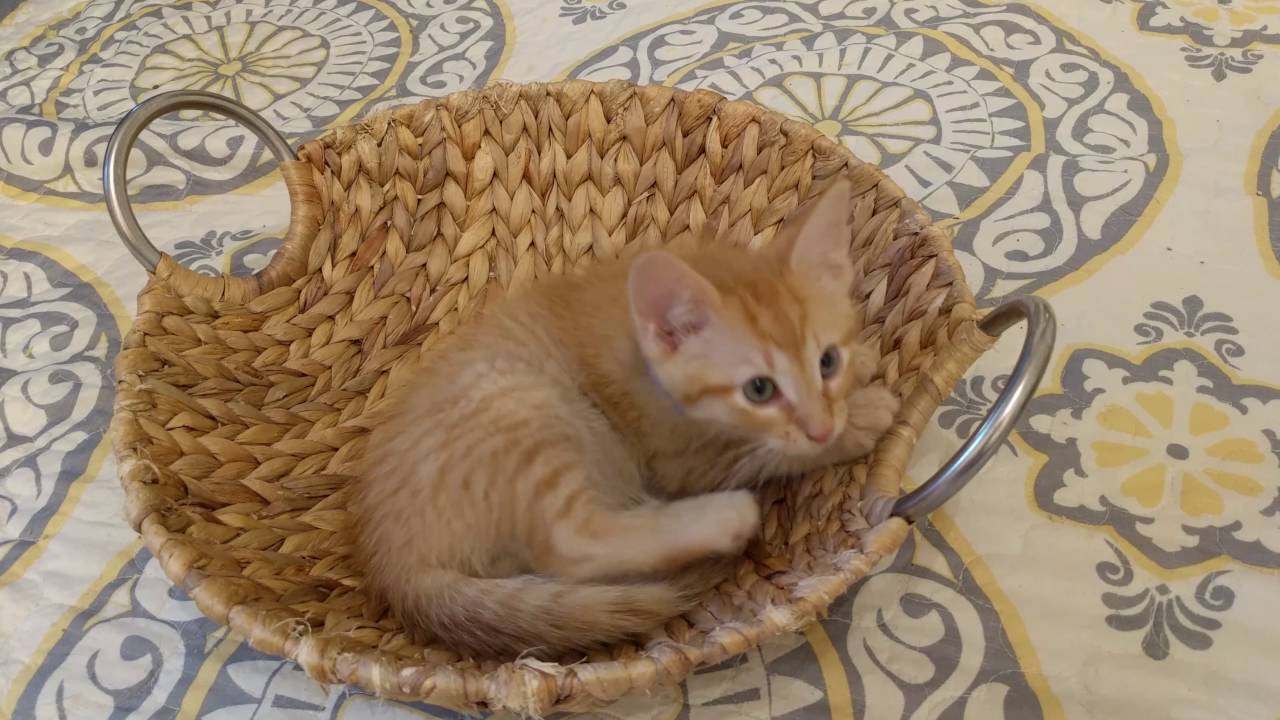 cats inn Nutmeg's Toy