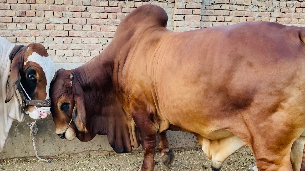 Toausef Multan Brahman Bulls ( Haji Tauseef ) MULTAN - YouTube