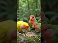 birds love ❤️ 🌹...
