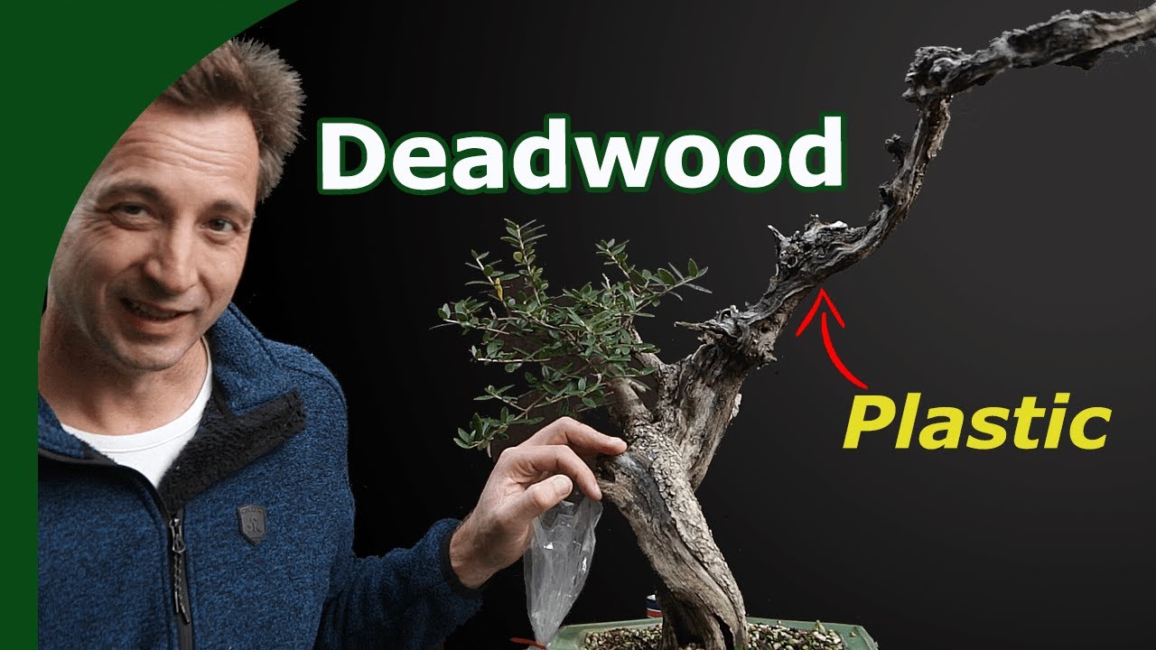 Protect Bonsai Deadwood  (and stop it from rotting)