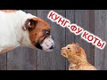 Приколы с котами! КУНГ-ФУ - КОТЫ!!! Смешные коты С ОЗВУЧКОЙ! Самые смешные животные!