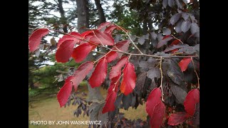Parrotia subaequalis Great Fall Color Chinese Ironwood
