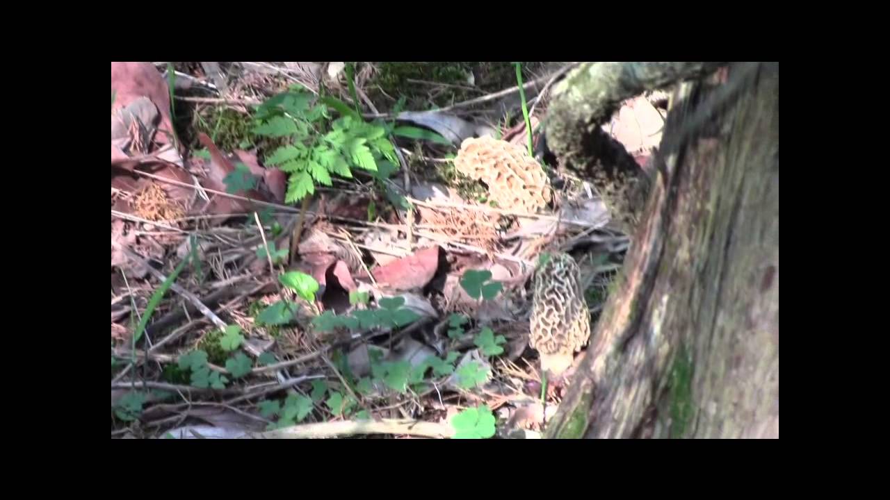 Indiana Morel Hunting May 6, 2014 YouTube