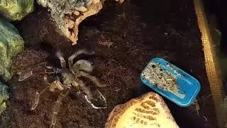 Theraphosa stirmi (Burgundy Goliath Birdeater) stridulating and kicking hairs Net Worth