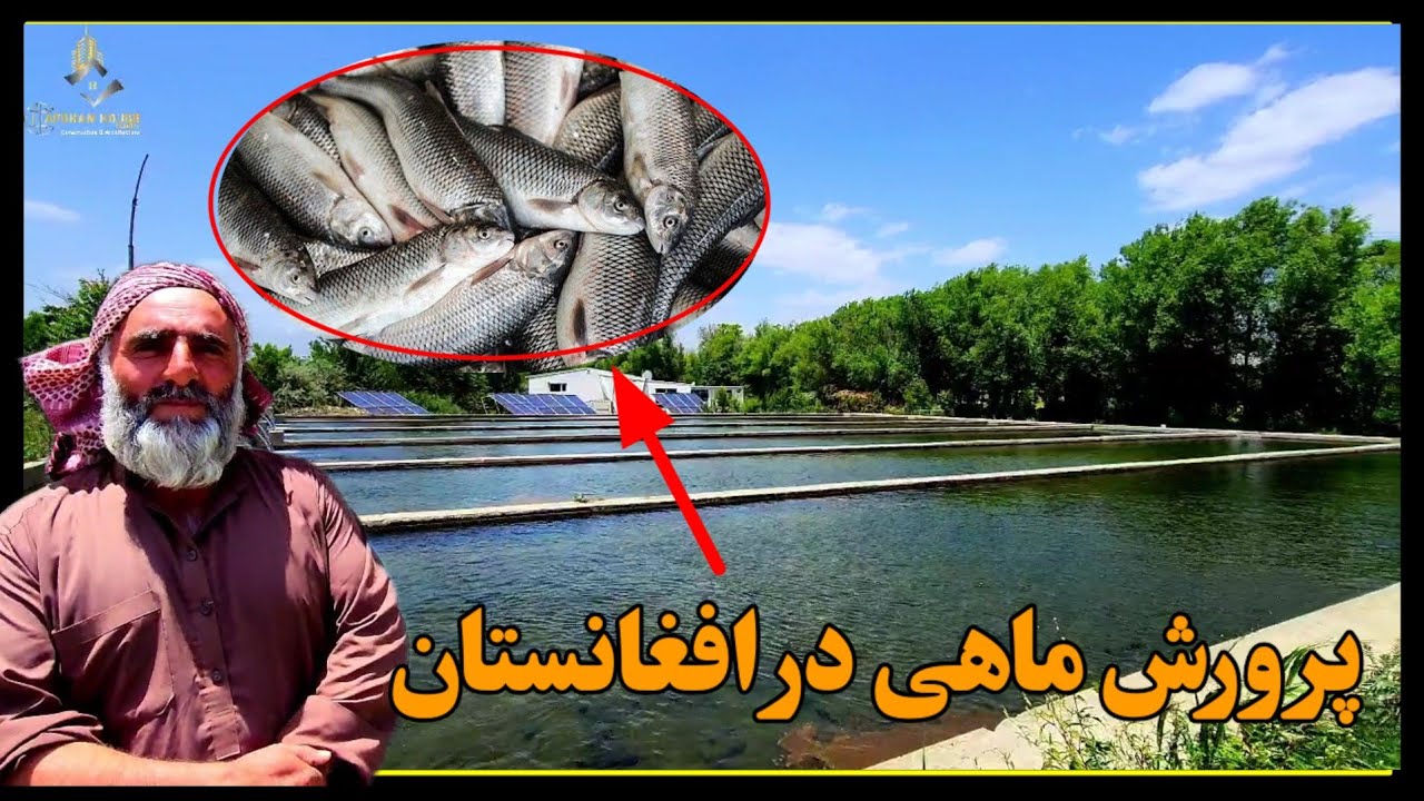 گزارش حقدوست از فارم ماهی در ولایت کاپیسا... - YouTube