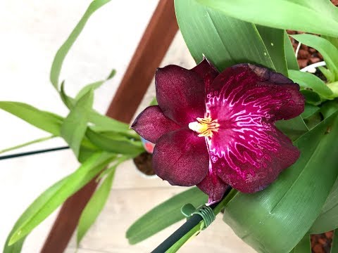 ორქიდეა მილტონია და კამბრია ყიდვის დროს როგორ შევარჩიოთ. როგორი მოვლა ჭირდება მილტონიას და კამბრიას