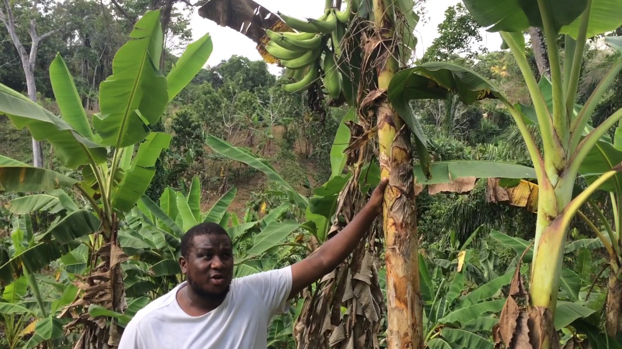 Tips On Harvesting Plantains