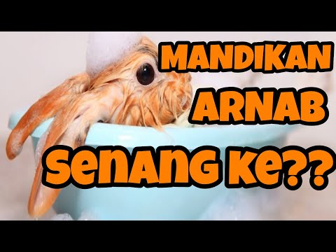 Video: Cara Memandikan Arnab Hiasan