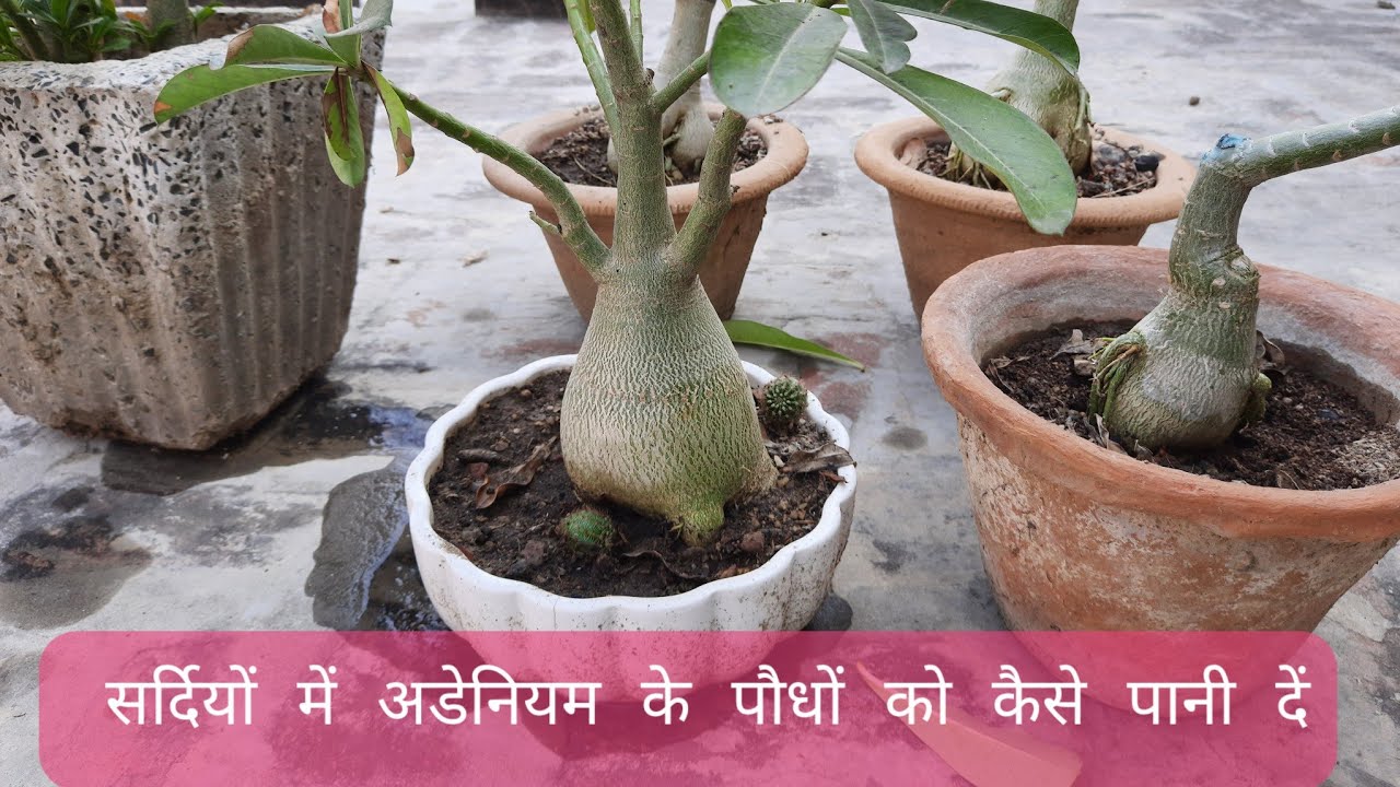 How to water Adenium Plants in Winter / सर्दियों में अडेनियम के पौधों
