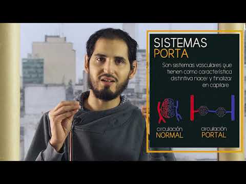 ANATOMÍA: Vena Porta