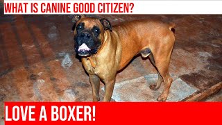 Achieving CGC Certification with Your Boxer: A Proud Moment!