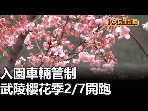 武陵櫻花季2/7開跑 入園車輛管制 |【民生八方事】| 2023010601 @gtvnews27