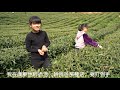 三月裡茶農採茶忙：一個小女孩自述曾經在廣東做過童工