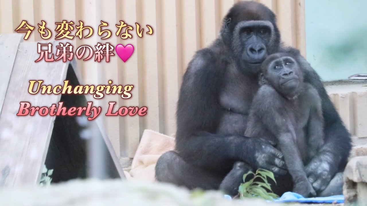 Gorilla⭐️ Even now that he's an adult, Gentaro's love for his