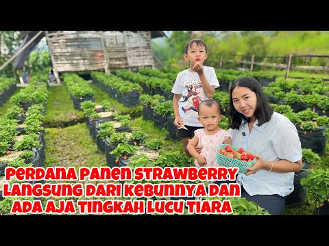 AYO GANTIAN NGAJAK TEAM SRIWIKUTIL MAKAN BERSAMA RIMA DI RUMAHNYA 🤣