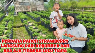 PERDANA PANEN STRAWBERRY SAMPAI 2 WADAH PENUH DAN ADA AJA TINGKAH LUCU TIARA