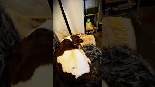 Vintage Electronic Music Gear Setup Running Off Amazon ECOWORTHY Solar Power Kit (vlog) Cat & Dog
