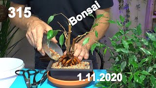 Indoor Bonsai Ficus Benjamina. Wir machen einen neuen Bonsai und Selbstbewässerung im Test