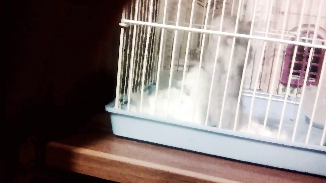 Песня медуза хомяк поёт - YouTube