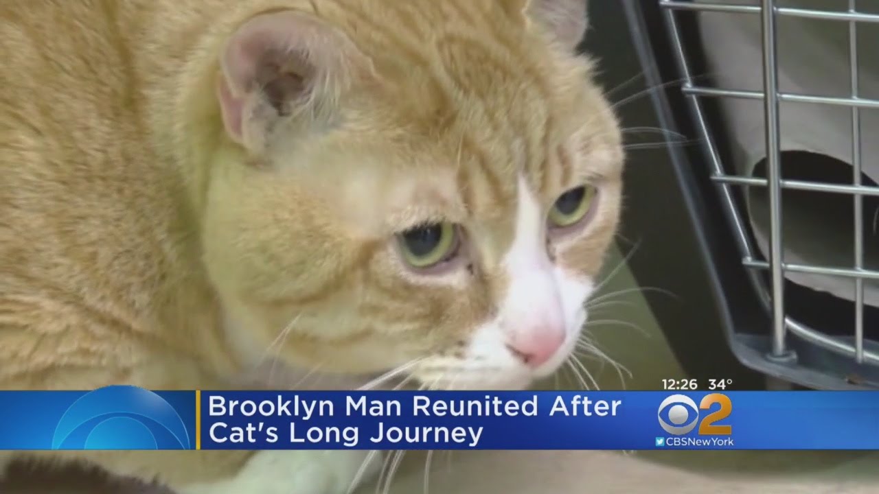 Reunion After Cat Trapped Under Hood 