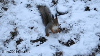 Белочка / Squirrel