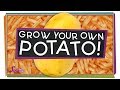 Grow Your Own Potatoes!