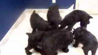 skyline giant schnauzers