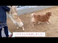 更紗とめるものお里で遊びました♪ りのちゃんに会いました。