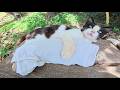 猫が口呼吸を始めたので熱中症対策の応急処置をしてみた