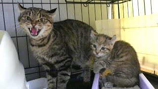 凶暴な母猫とその子猫の記録