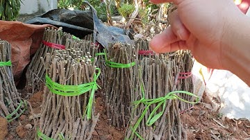 Cây táo đài loan, táo xuân giống Lục Ngạn - Bắc Giang tăng giá quá trời. 0368052750