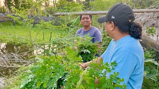 DAHON ng MALUNGAY: Mabili, Mahal, Malaki KITA, Easy to Grow! Pero bakit walang nag Pa-Farming?