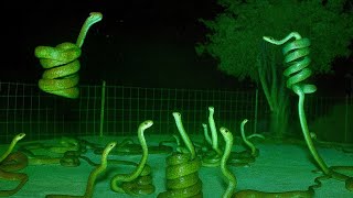 Cctv Camera Caught Baby Animals Jumping On The Trampoline. P12