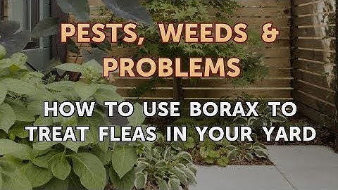 How to Use Borax to Treat Fleas in Your Yard