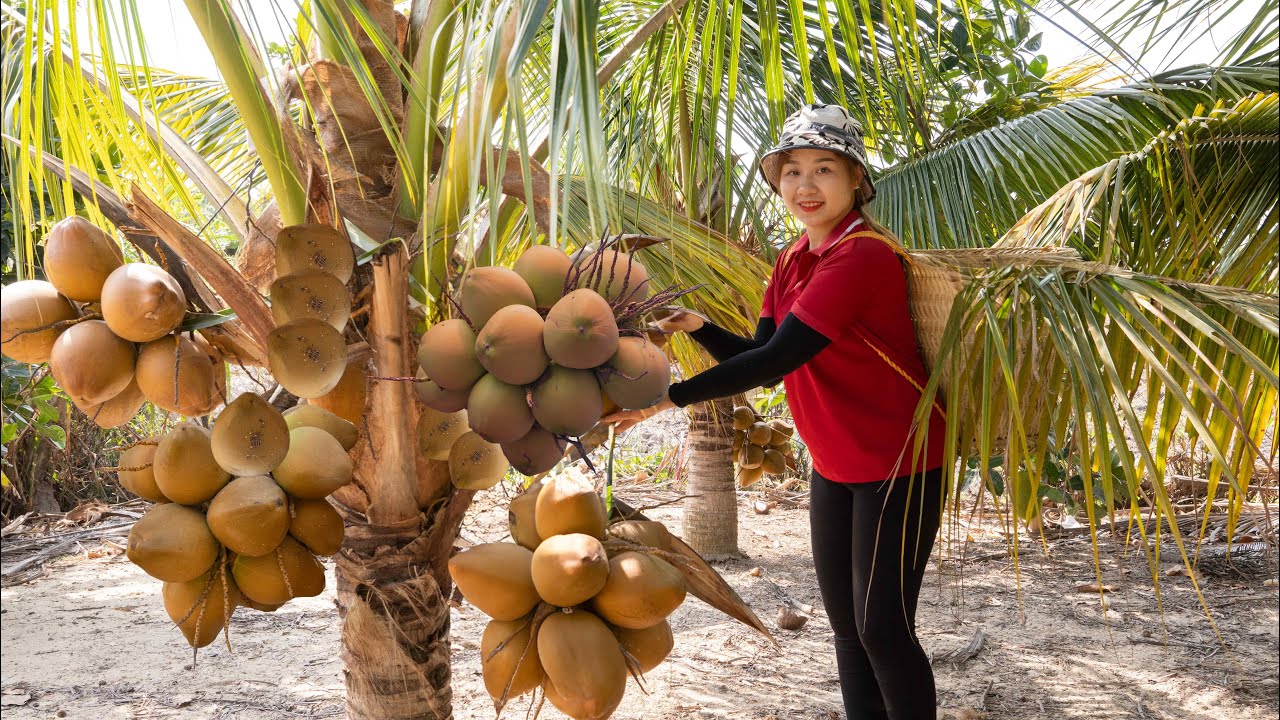 Harvesting Coconuts to Sell at the Market – Bread Salad | Lucia's Daily Life