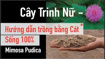🪴🌸 Hướng dẫn trồng cây HOA TRINH NỮ (cây xấu hổ) bằng CÁT sống 100% 2022 how to grow Mimosa pudica