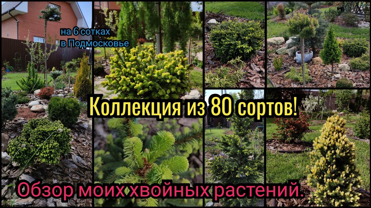 Обзор всех моих хвойных растений. 80 сортов на 6 сотках. Хвойная коллекция