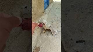 Training a baby eagle (amazing bird of prey😱) #bird #eagle #training #amazing
