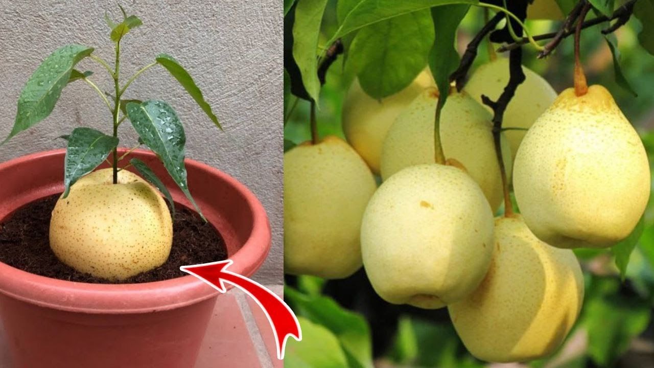 How to growing pears tree from pear fruit | Growing Pears