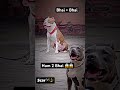Bhai + Bhai pitbul dog video !! Pitbul lover !! Aman dog lover #shortsvideo @ritikdoglover8914