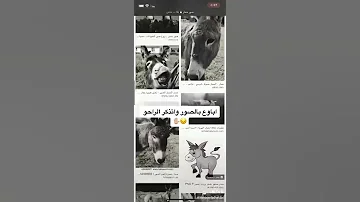اباوع بالصور وأتذكر الراحو 