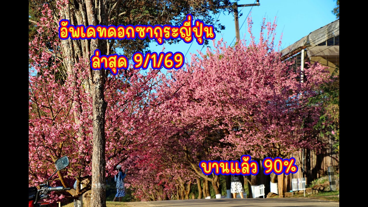 อัพเดทดอกซากุระญี่ปุ่น ล่าสุด 9/1/69 บานแล้ว 90%