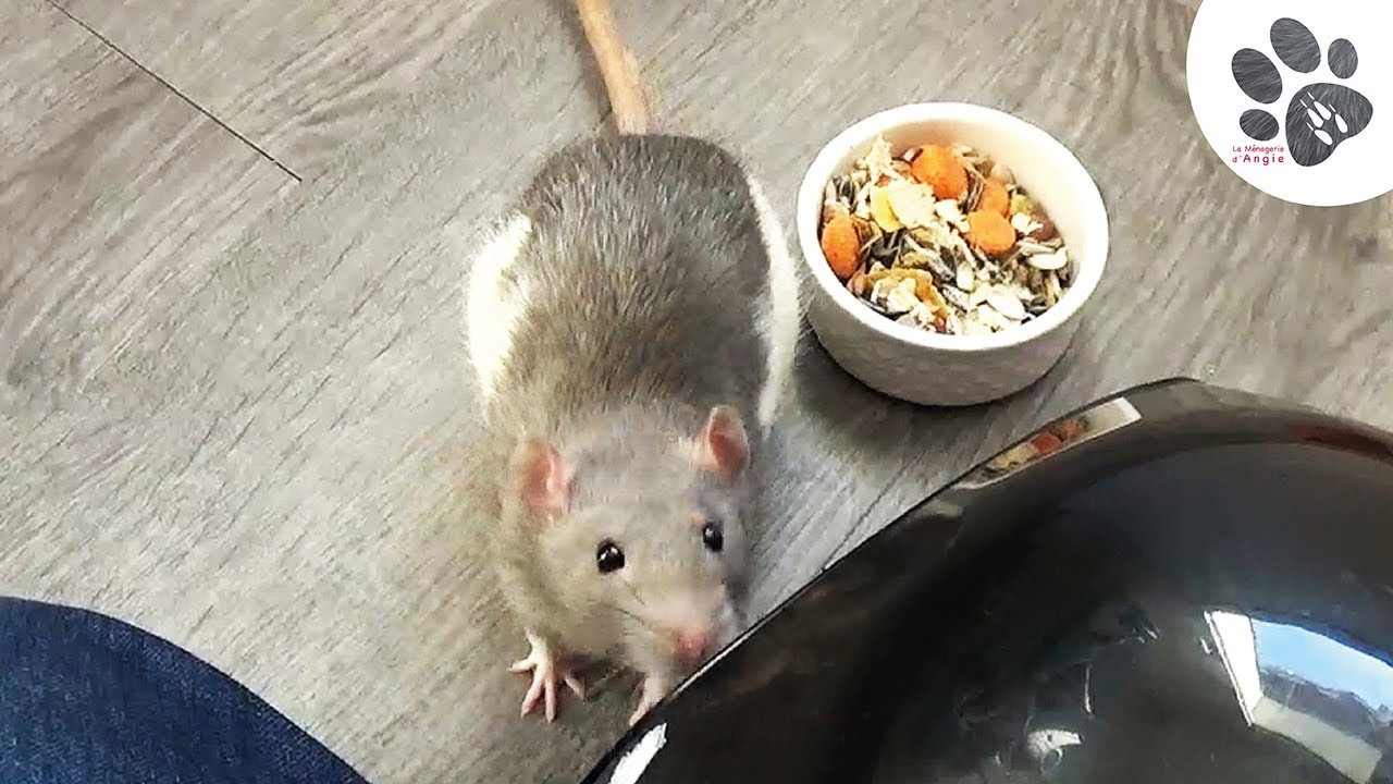 Apprivoisement Rat - 1ère Sortie Du Nouveau Rongeur