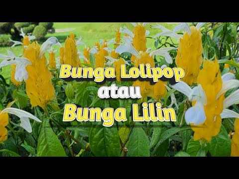 Video: Bunga Dalaman Dengan Bunga Kuning (28 Foto): Jenis Tanaman Dalaman Dengan Bunga Lilin Kuning Dan Bentuk Lain