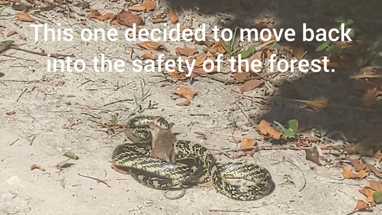 Belize study abroad part 2. Rat snake killing and eating and the Lamanai temple.