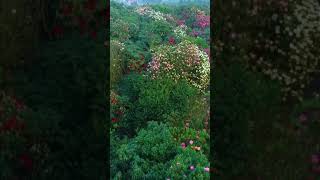 A-Hundred-Li Azalea Flower Field In Guizhou