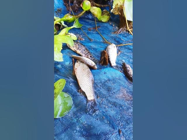 দুই বন্ধু নেট জাল দিয়ে কি মাছ পেলো Bangla village Fishing video #villagefishing #bestfishing