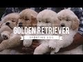 ALL ABOUT GOLDEN RETRIEVERS