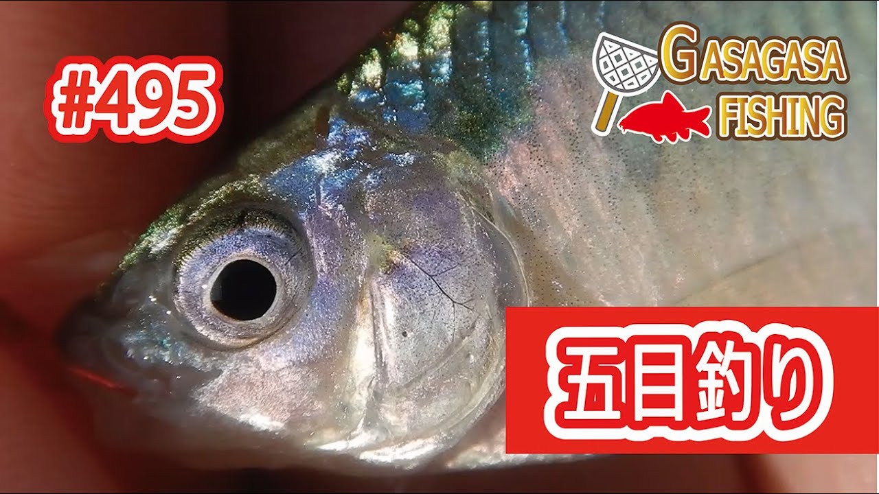 ホンモロコ再釣行!まさかの大物ヒット＆カネヒラなどなど五目釣りに？